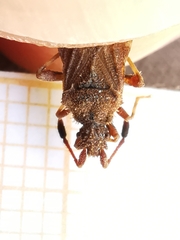 Strobilotoma typhaecornis