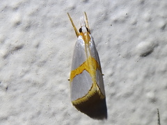 Vaxi auratellus