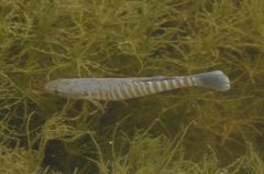 Fundulus zebrinus