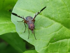 Delphinia picta