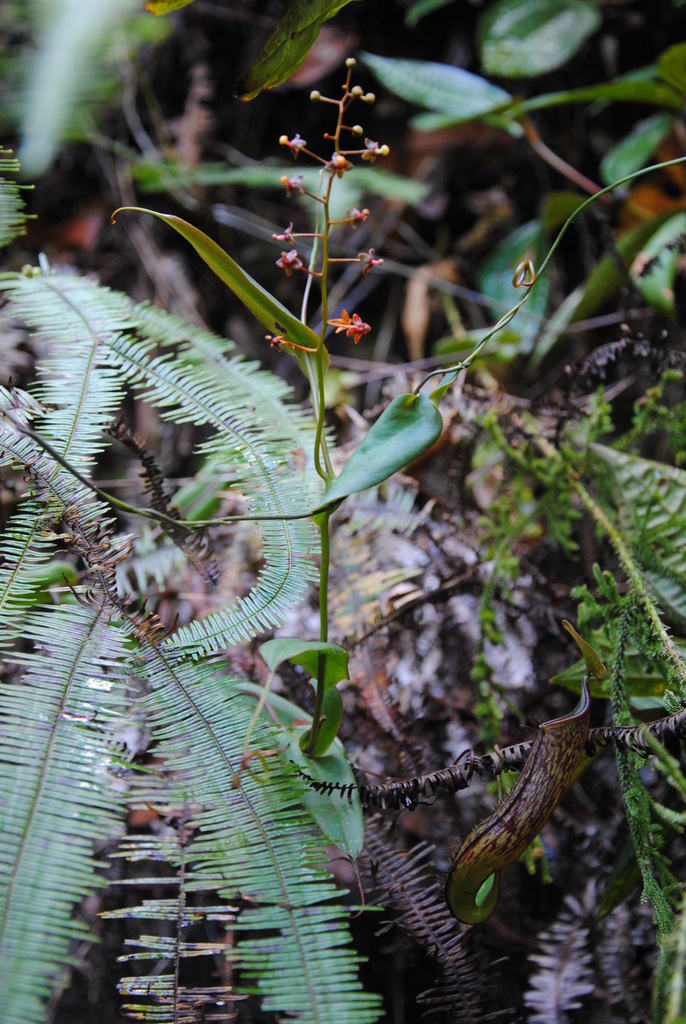 Nepenthes adnata Tamin & M.Hotta ex Schlauer