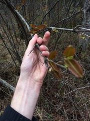 Viburnum cassinoides