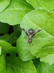 Delphinia picta