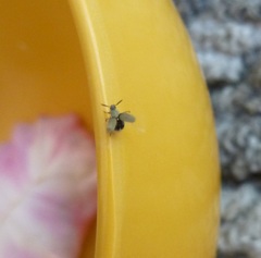 Acanthoscelides aureolus