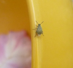 Acanthoscelides aureolus