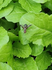 Delphinia picta