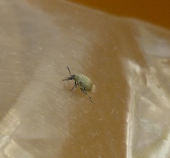 Acanthoscelides aureolus