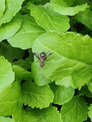 Delphinia picta