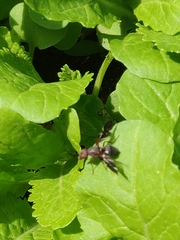 Delphinia picta