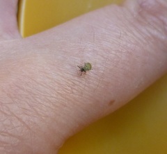 Acanthoscelides aureolus