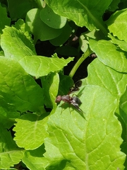 Delphinia picta