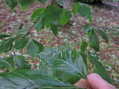 Aceria nervisequa