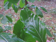Aceria nervisequa