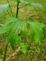 Nemophora degeerella