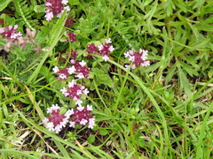 Thymus praecox polytrichus