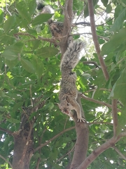 Sciurus variegatoides