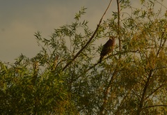 Buteo swainsoni