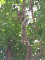 Sciurus variegatoides