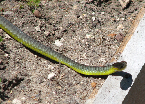 Common Tree Snake