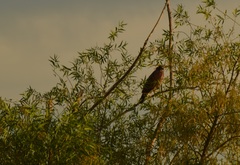 Buteo swainsoni