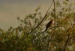 Buteo swainsoni