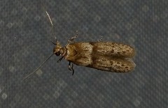 Blastobasis phycidella