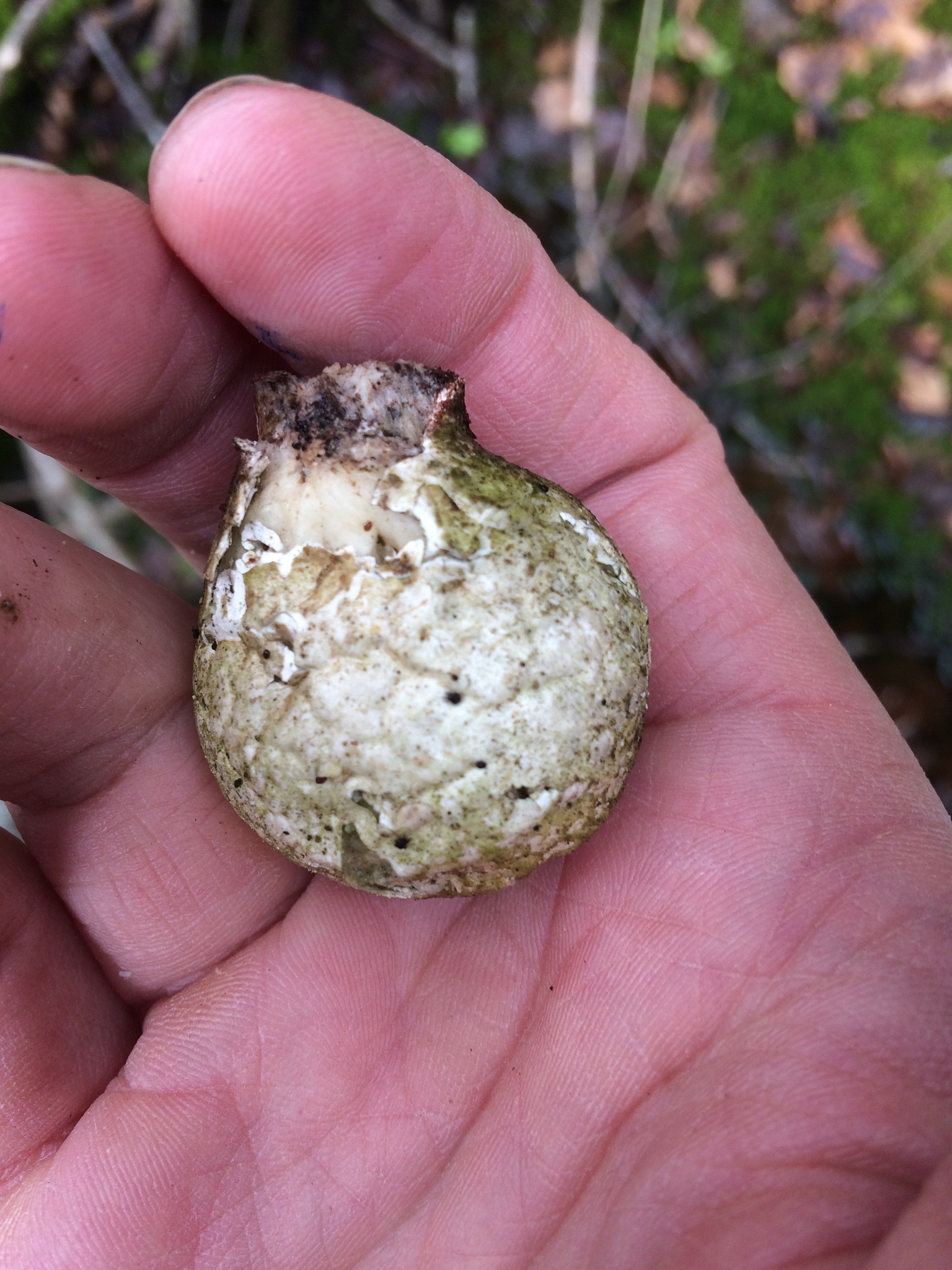 Piptoporus betulinus image