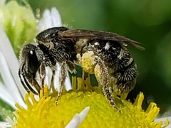 Lasioglossum pectorale