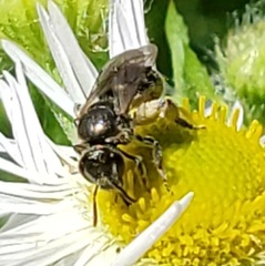 Lasioglossum pectorale