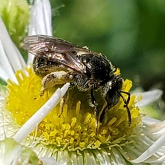 Lasioglossum pectorale