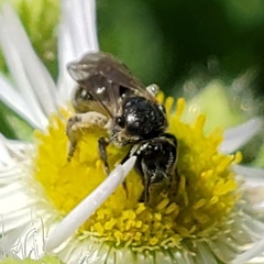 Lasioglossum pectorale