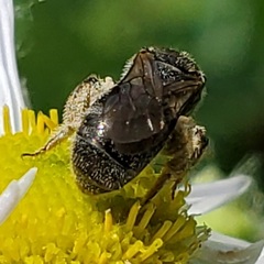 Lasioglossum pectorale