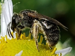 Lasioglossum pectorale