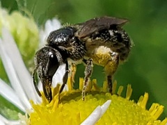 Lasioglossum pectorale