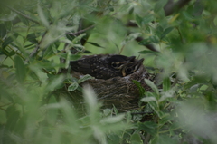 Turdus migratorius achrusterus