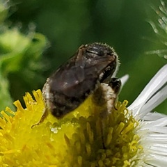 Lasioglossum pectorale