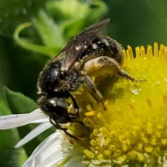 Lasioglossum pectorale