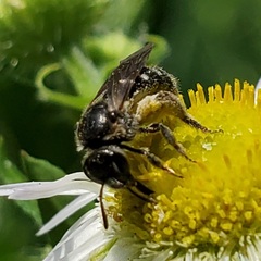 Lasioglossum pectorale