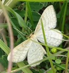 Idaea macilentaria