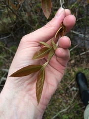 Viburnum cassinoides