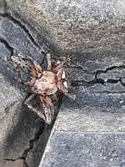 Araneus miniatus