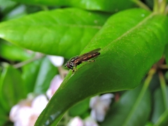 Platycheirus clypeatus