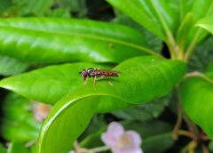 Platycheirus clypeatus