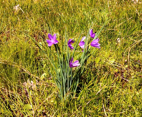 Olsynium douglasii var. douglasii