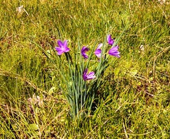 Olsynium douglasii douglasii