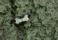 Mesoleuca albicillata