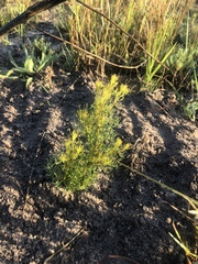 Serruria foeniculacea