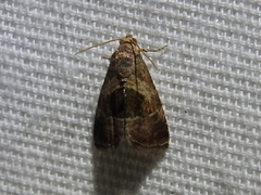 Tripudia rectangula