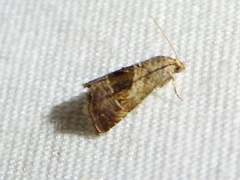 Tripudia rectangula