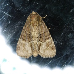 Phosphila turbulenta